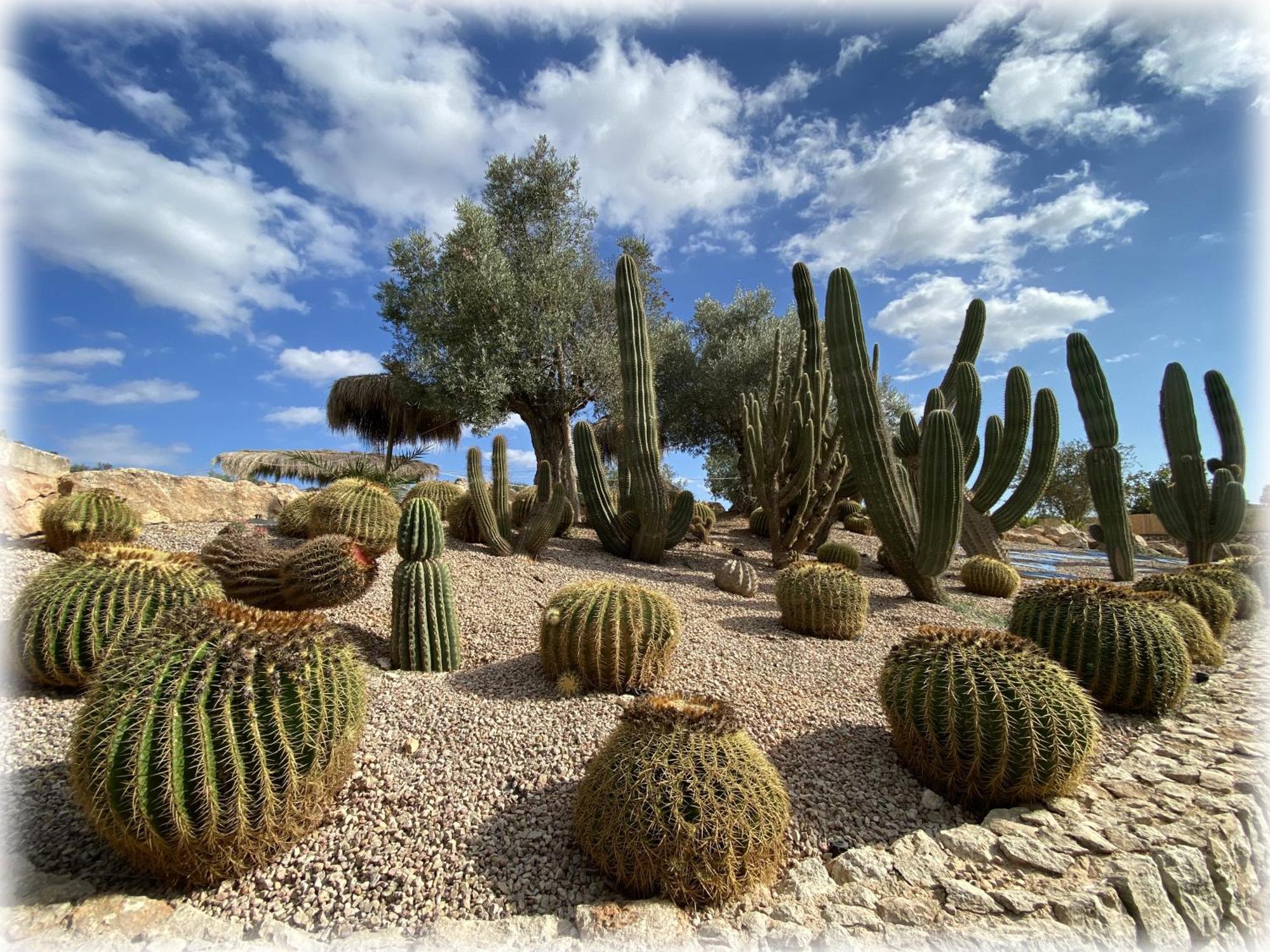 Agroturismo Es Gallicant Campos  Luaran gambar