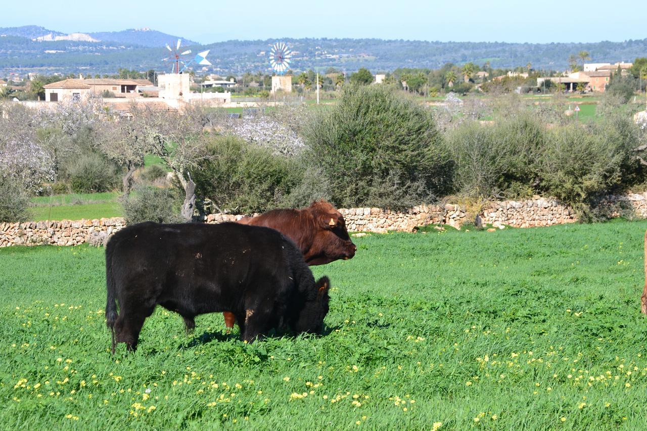 Agroturismo Es Gallicant Campos  Luaran gambar