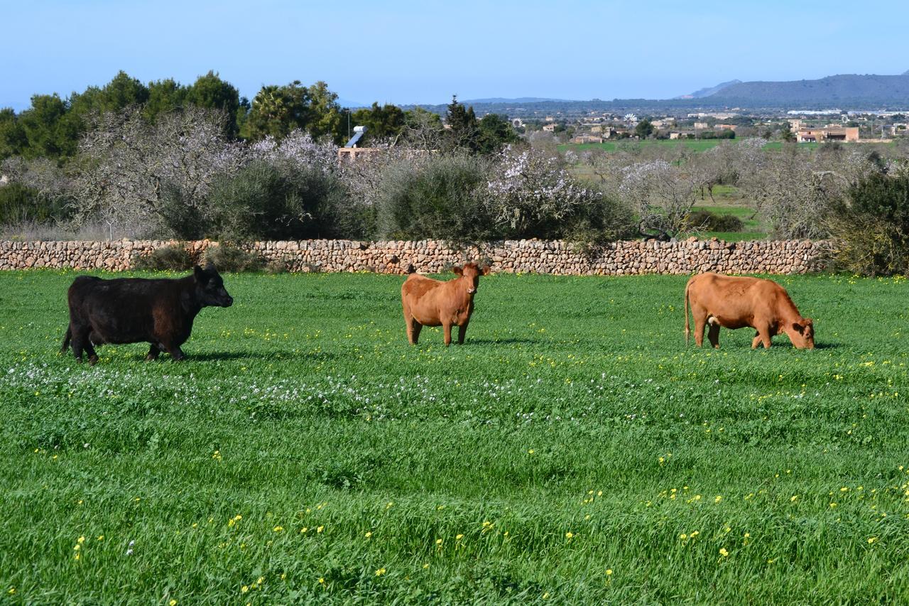 Agroturismo Es Gallicant Campos  Luaran gambar