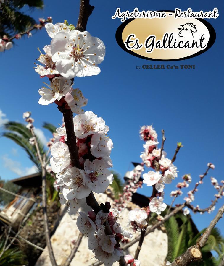 Agroturismo Es Gallicant Campos  Luaran gambar