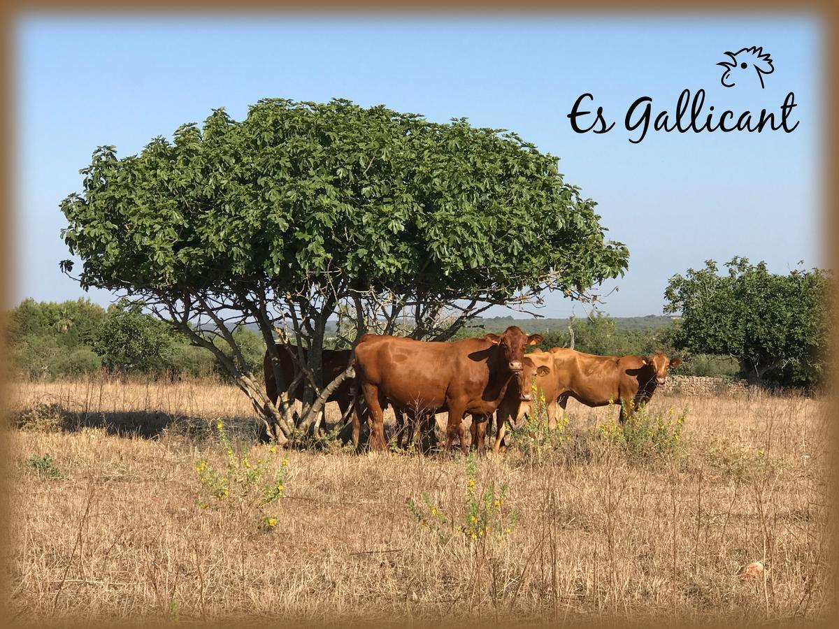 Agroturismo Es Gallicant Campos  Luaran gambar