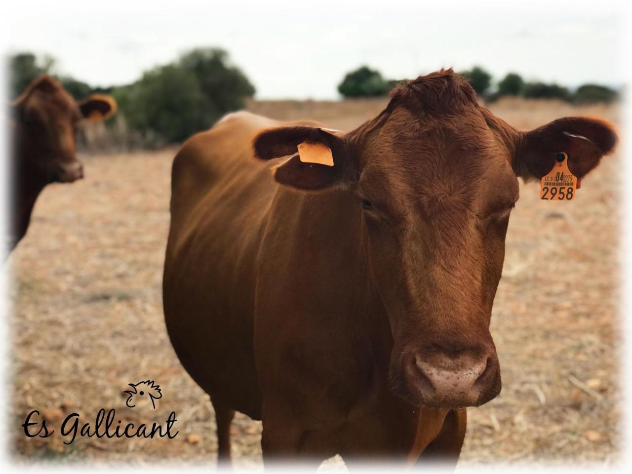 Agroturismo Es Gallicant Campos  Luaran gambar